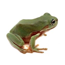Rainette de white - Litoria caerulea