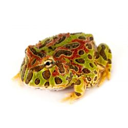 Pacman - Ceratophrys ornata red