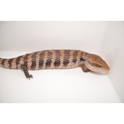 Scinque à langue bleue - tiliqua scincoides gigas irian jaya