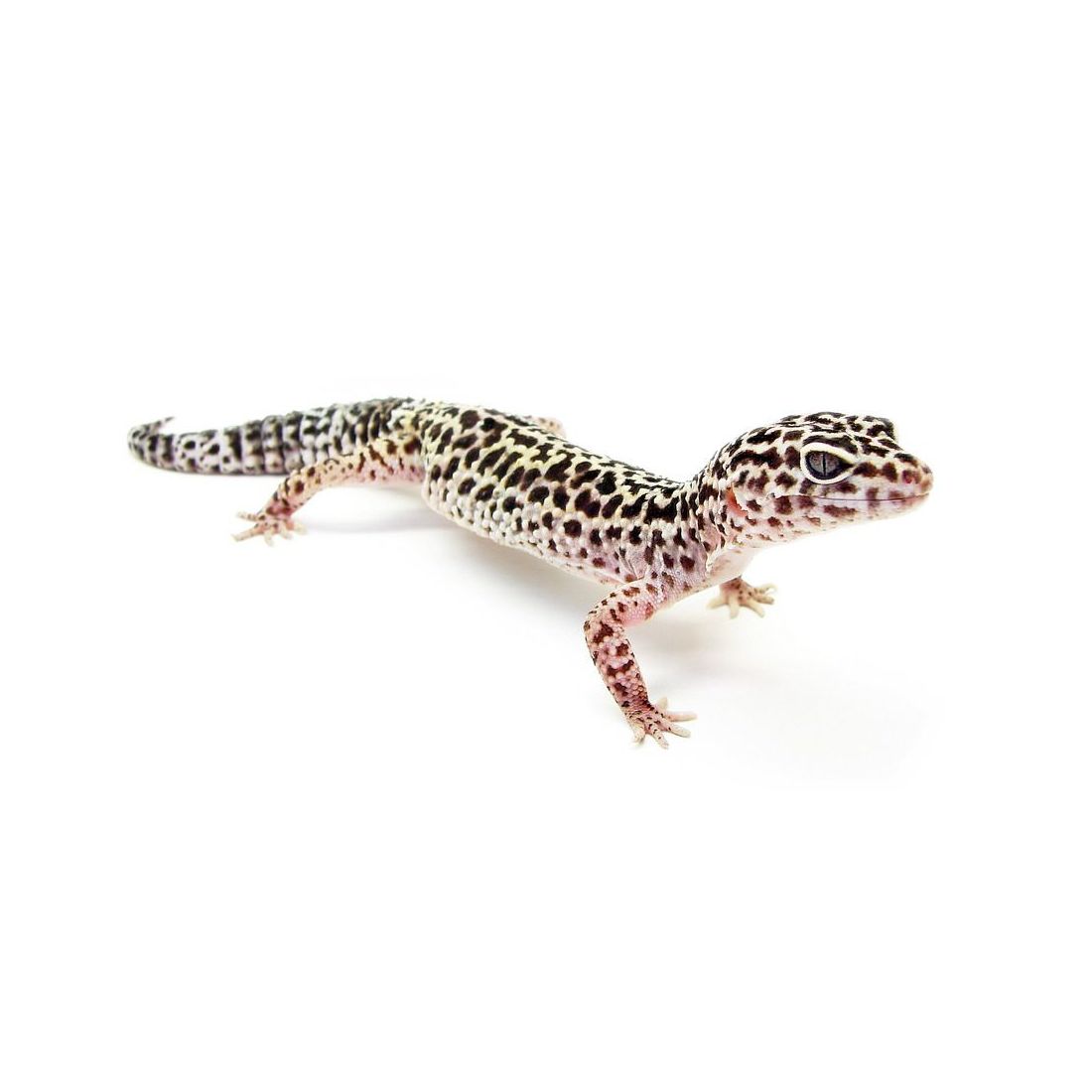 Gecko leopard - Eublepharis macularius Sub/Adulte Mutation + coloré 