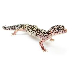 Gecko leopard - Eublepharis macularius Sub/Adulte Mutation