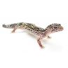 Gecko leopard - Eublepharis macularius Sub/Adulte Mutation 