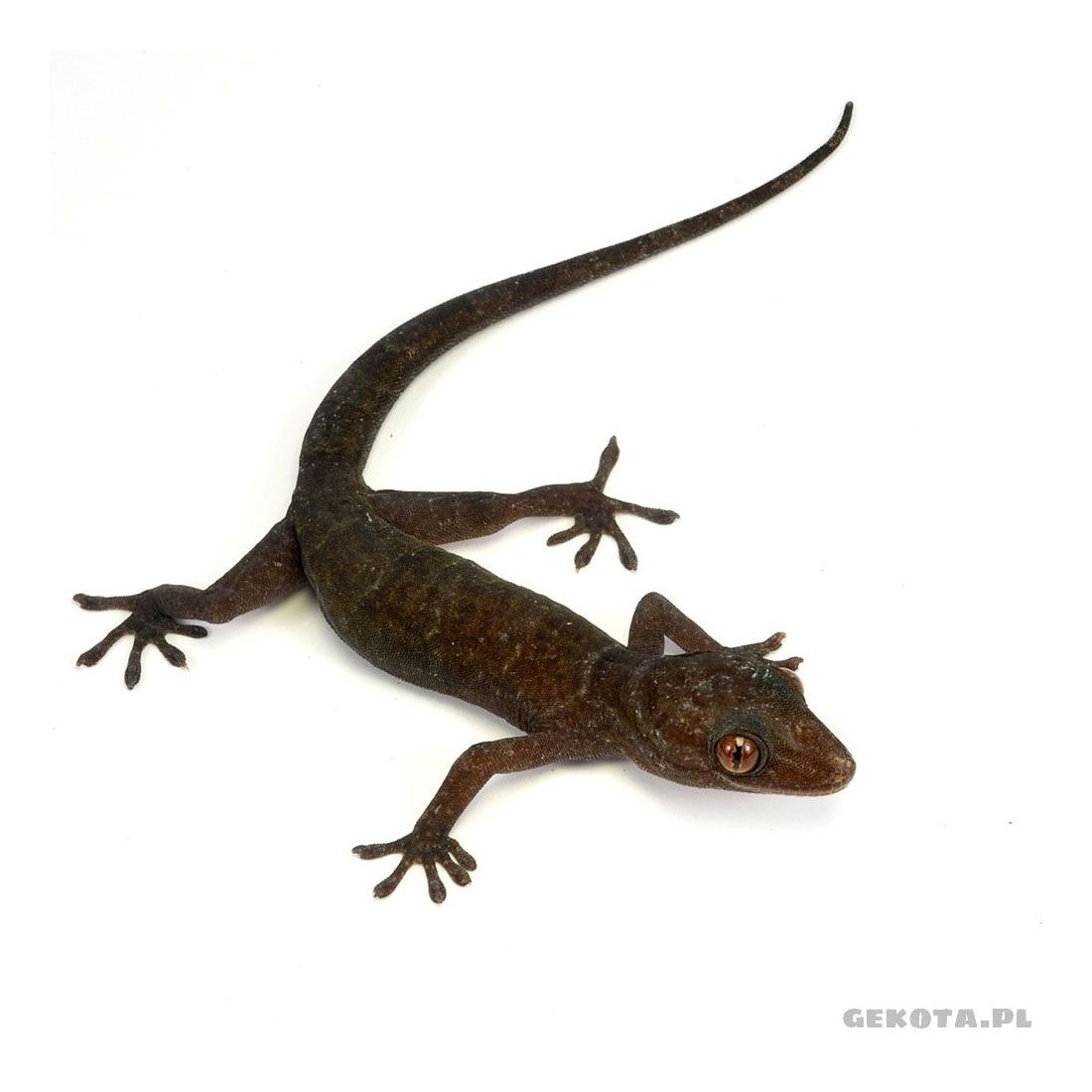 Gecko dorée du vietnam - Gekko badenii (ulikovski) 