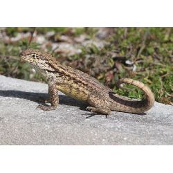Iguane à queue courbée - Leiocephalus carinatus