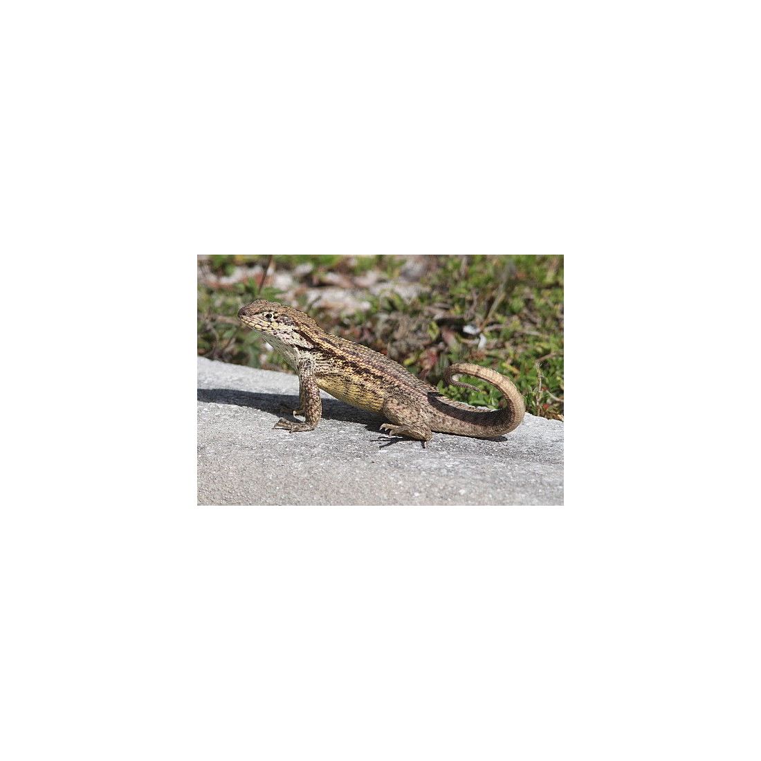 Iguane à queue courbée - Leiocephalus carinatus 