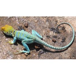 Lézard à collier - Crotaphytus collaris