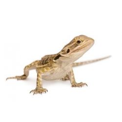 Dragon barbu - Pogona vitticeps coloré