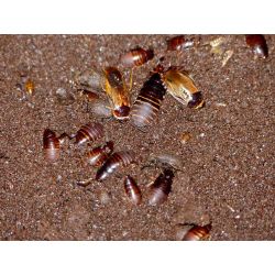 Boite de +/- 100 Pycnoscelus indicus "Java" (+/- 10g)