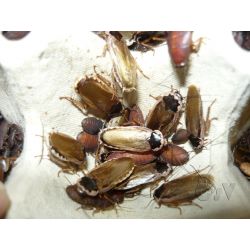 Boite de +/- 50 Phoetalia pallida (+/- 10g)
